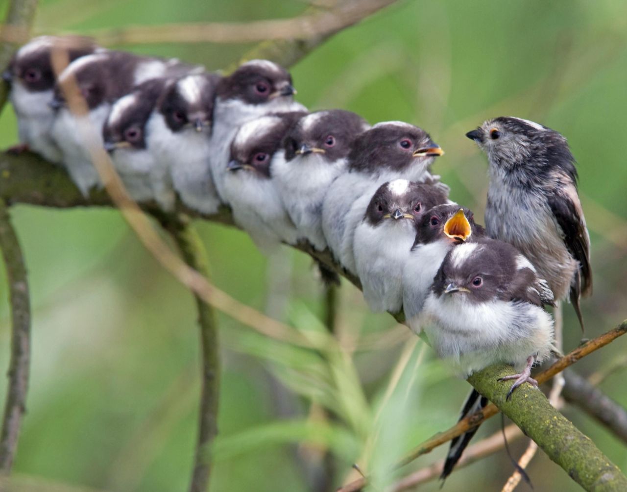 Staartmees voedt elf jongen, een leuke foto kan blijkbaar zorgen dat een natuurbericht veel gelezen wordt (foto: Gary Shilton)