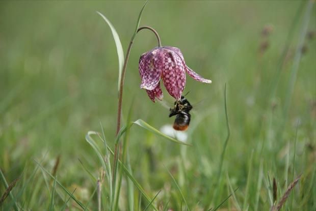 Steenhommel bezoek kievitsbloem (foto: Marjel Neefjes)