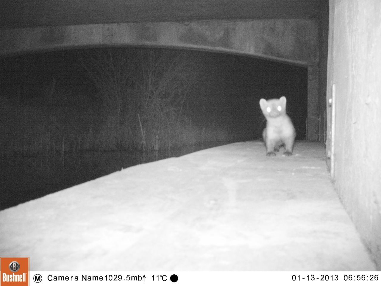 Steenmarter op otterloopplank (foto: Carin de Menger en Job de Bruin)