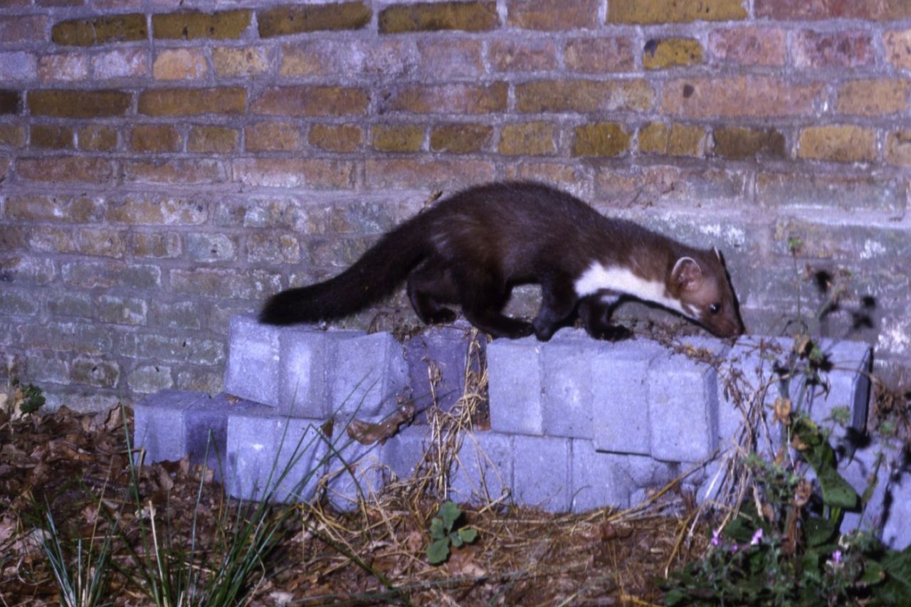 De steenmarter heeft een witte, meestal gevorkte bef die doorloopt tot op de voorpoten. Het meest zekere onderscheid met de boommarter is echter de witte (in plaats van bruingrijze) ondervacht (foto: Jaap Mulder)