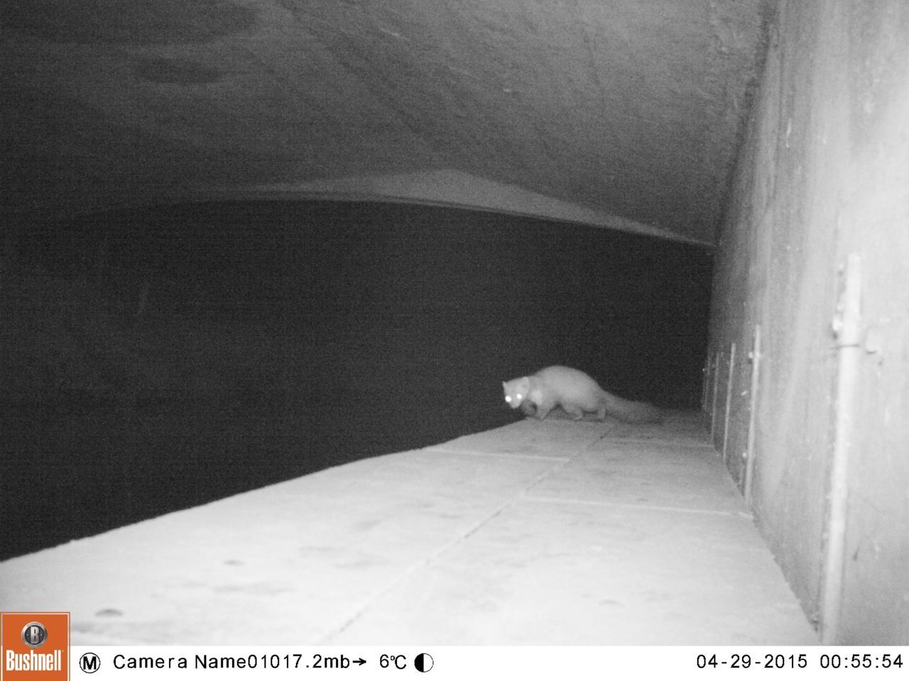 Steenmarter op otterloopplank (foto: Carin de Menger en Job de Bruin)