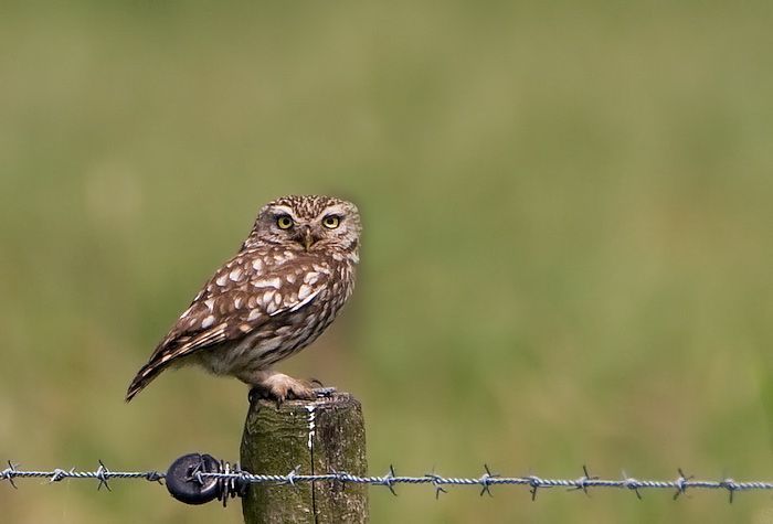 Steenuil (foto: Birdphoto)