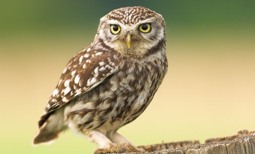 Steenuil (foto: Vogelbescherming Nederland)