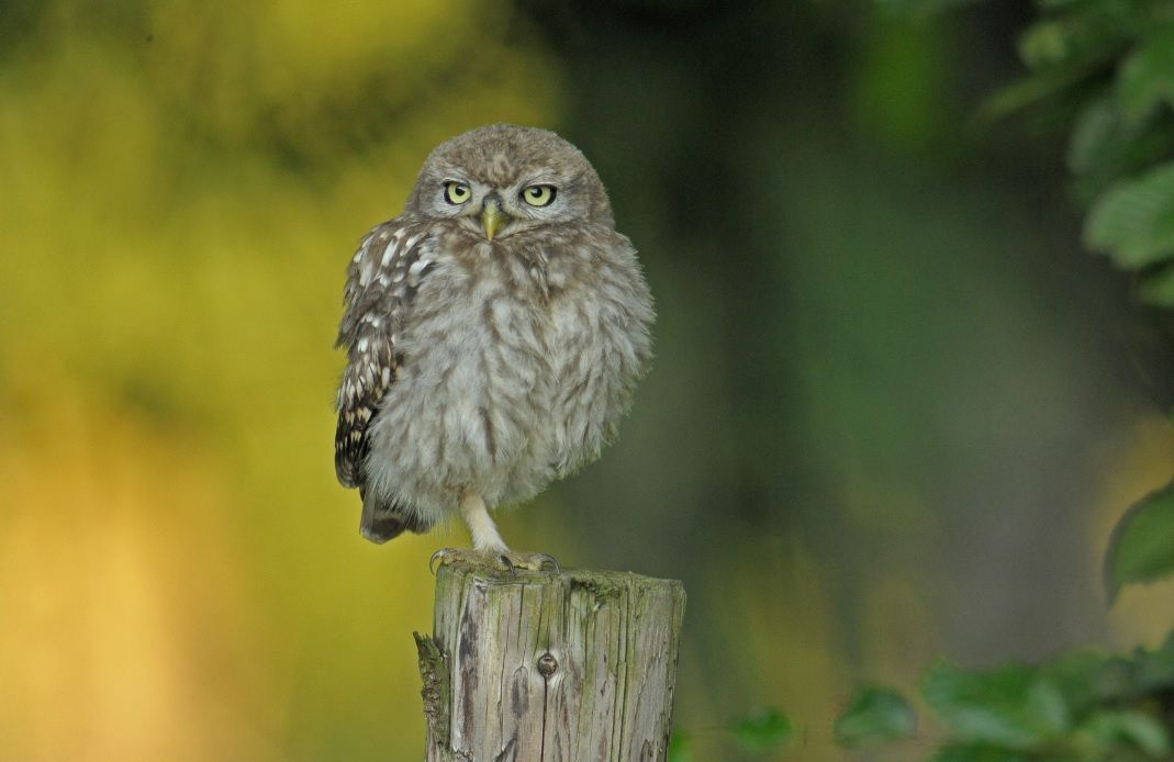 Jonge Steenuil op de uitkijk. Te vaak verdrinken jonge Steenuiltjes in veedrinkbakken met gladde wand. (foto: Hugo de Bruyker)