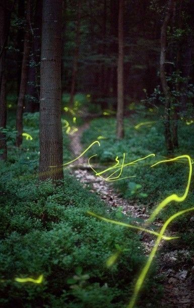 Geen wonder dat vuurvliegjes met hun dwaallicht al eeuwenlang tot de verbeelding spreken. (foto: Stefan Somogyi)