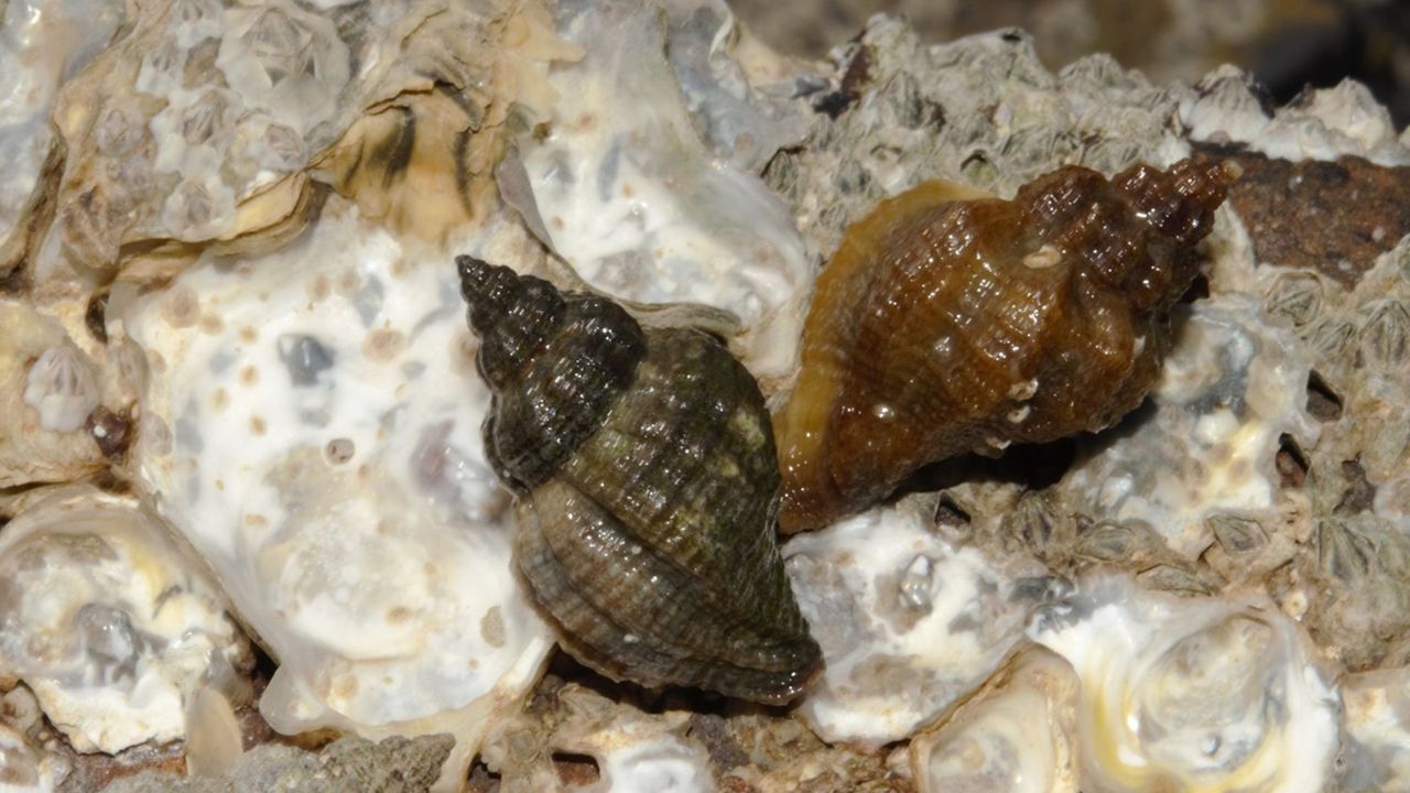 Links de Amerikaanse oesterboorder en rechts de Japanse stekelhoorn (Oosterschelde)