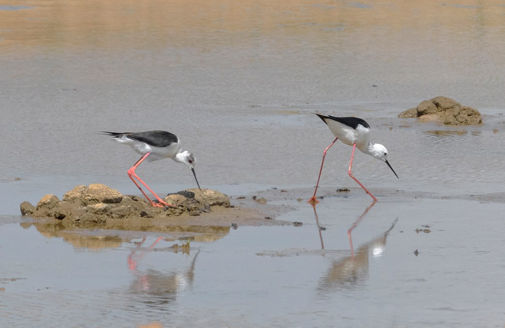 Paartje steltkluten bij het nest in de Noordwaard, Werkendam. Nesten van steltkluten liggen vaak net boven de waterlijn (foto: Hans Gebuis)