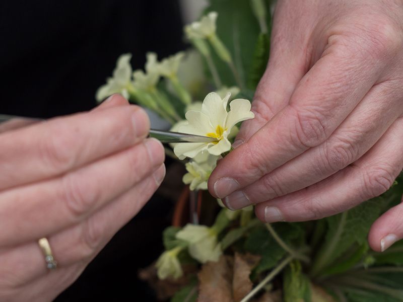 Wanneer voortplanting in de natuur niet meer lukt zijn helpende handen noodzakelijk voor populatieherstel: bestuiving van Stengelloze sleutelbloem (foto: Gerard Oostermeijer)