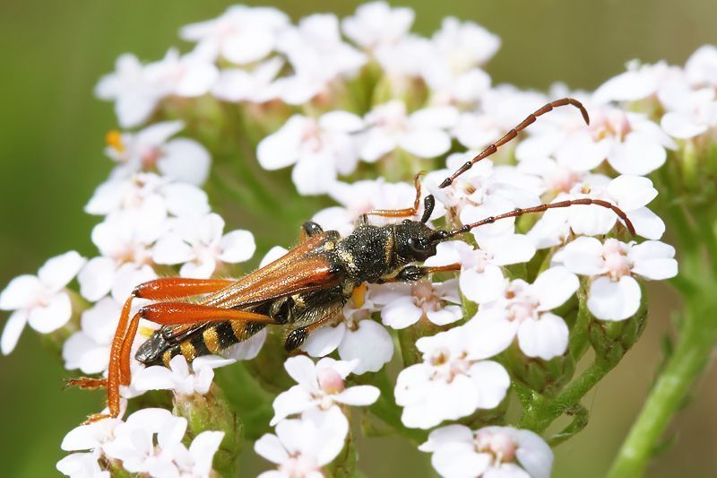 Getailleerde boktor (Stenopterus rufus) (foto: Marijke Kanters)