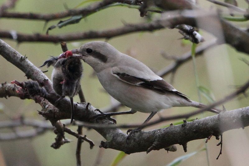 Steppeklapekster met prooi (foto: Eric Menkveld)