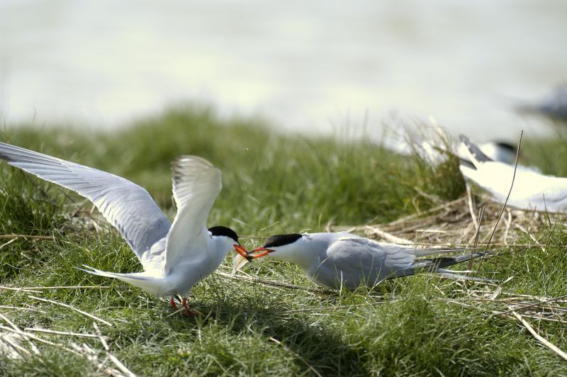 Volwassen visdief voedt jong (foto: Piet Munsterman)