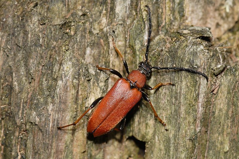 Vrouwtje gewone smalboktor (Stictoleptura rubra) (foto: Ed Colijn)