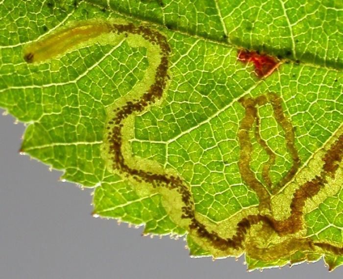 De mijn van de Bruine rozenmineermot (foto: Steve Wullaert).