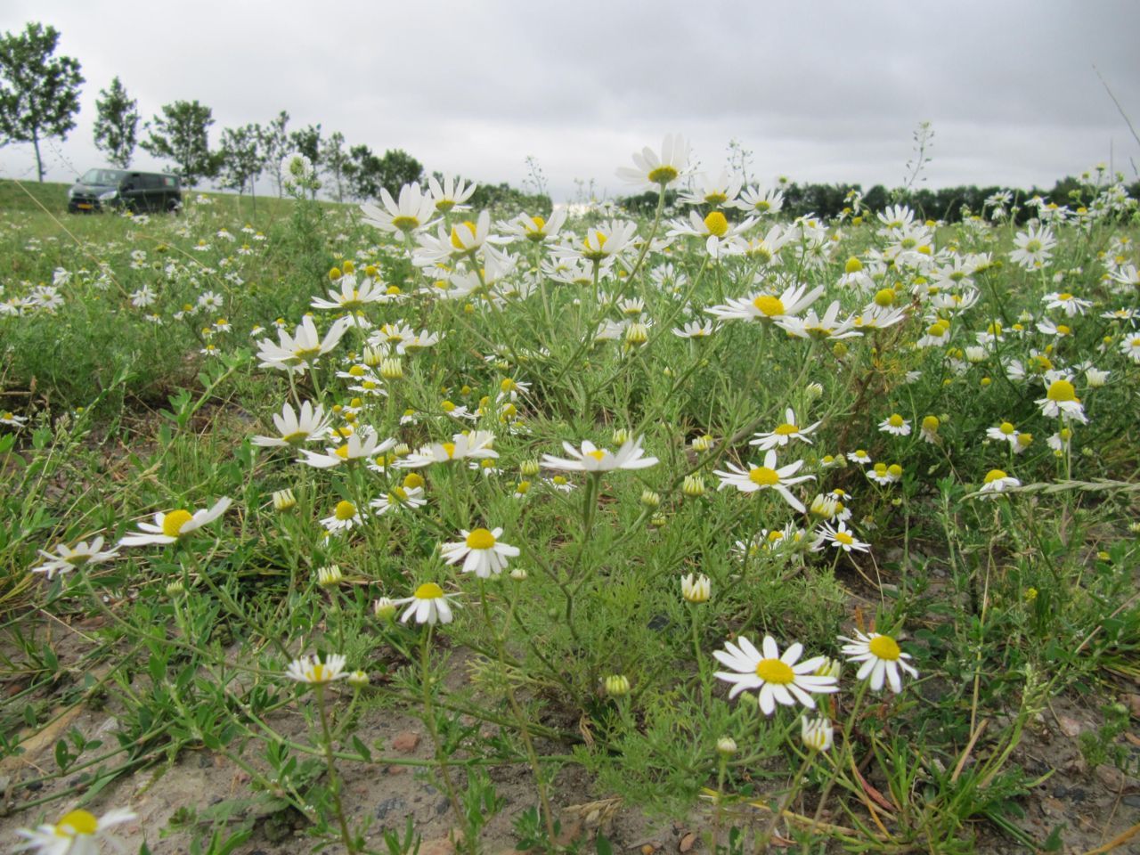 Stinkende kamille op een bietendam in Zeeuws-Vlaanderen, met andere kamilles op de achtergrond (foto: Awie de Zwart)