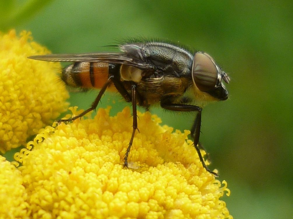 Mannetje Stomorhina lunata op boerenwormkruid (foto: Susan Rustidge)