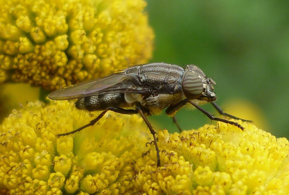 Vrouwtje Stomorhina lunata op boerenwormkruid (foto: Susan Rustidge)