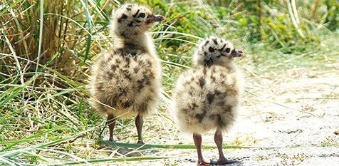 De eerste kuikens zijn gezien in het Duinpark (foto: Sytske Dijksen)