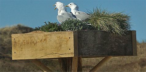 Stormmeeuwen op hun ’nest op palen’ (foto: Sytske Dijksen)