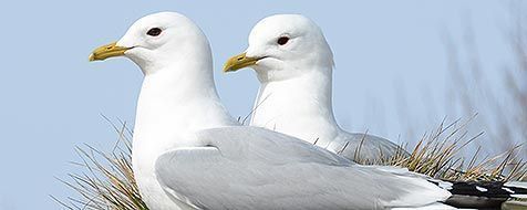 De stormmeeuwen maken zich op voor het broedseizoen (foto: Salko de Wolf)