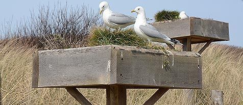 De nestlocaties op palen (foto: Salko de Wolf)