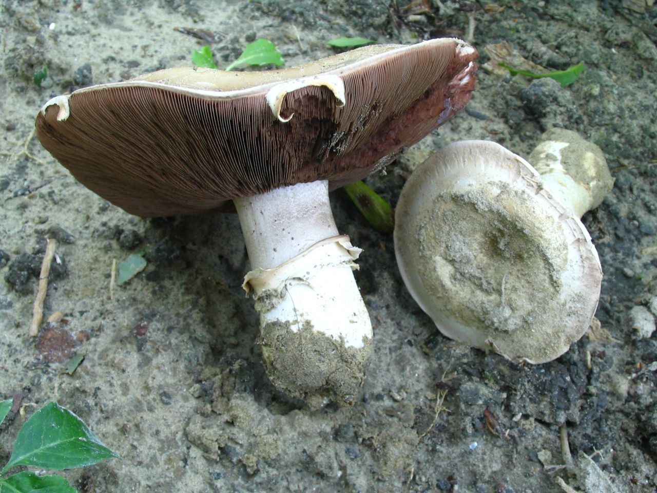 Ook de Straatchampignon kan door tegels of asfalt omhoog komen (foto: Martijn Oud)