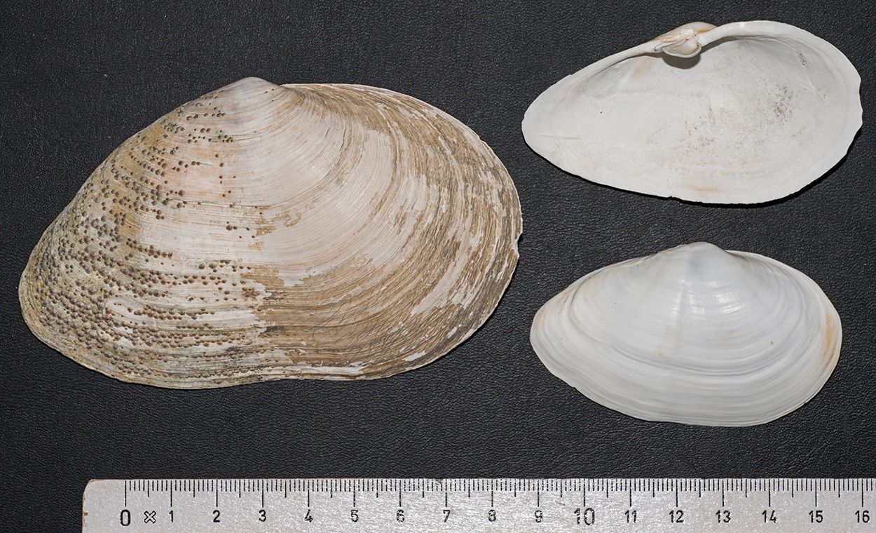 Strandgapers van de West-Europese kust behoren tot dezelfde soort waarin op de Amerikaanse noordoostkust een besmettelijke vorm van kanker is aangetoond (foto: Peter H van Bragt)