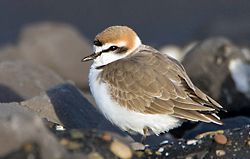 Strandplevier (foto: BirdPhoto)