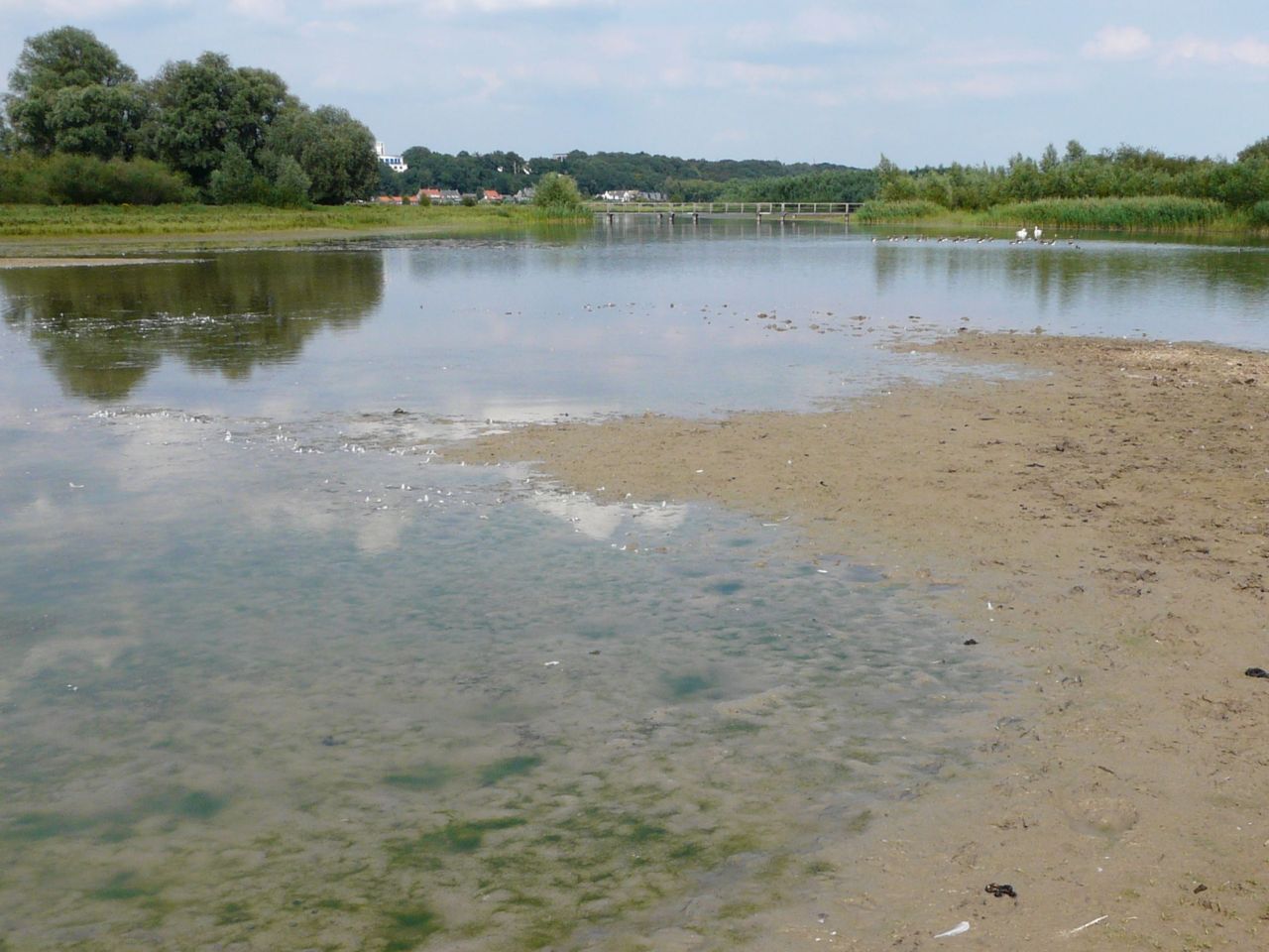 Strang in de Bovenste Polder onder Wageningen (foto: Willem Wielemaker)