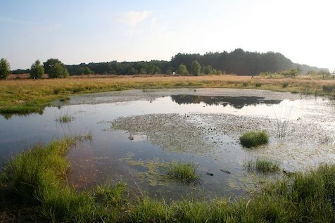 Een van de nieuwe wateren in het Strijper Aa-gebied met een weelderige watervegetatie van fonteinkruiden en drijvende waterweegbree (foto: Jöran Janse)