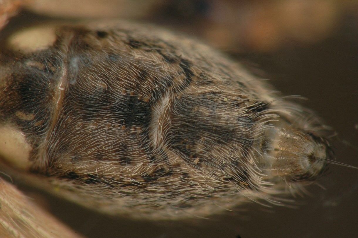 Kenmerkende spleet aan de onderzijde van het achterlijf van het Struikspin mannetje (foto: Joergen Lissner)