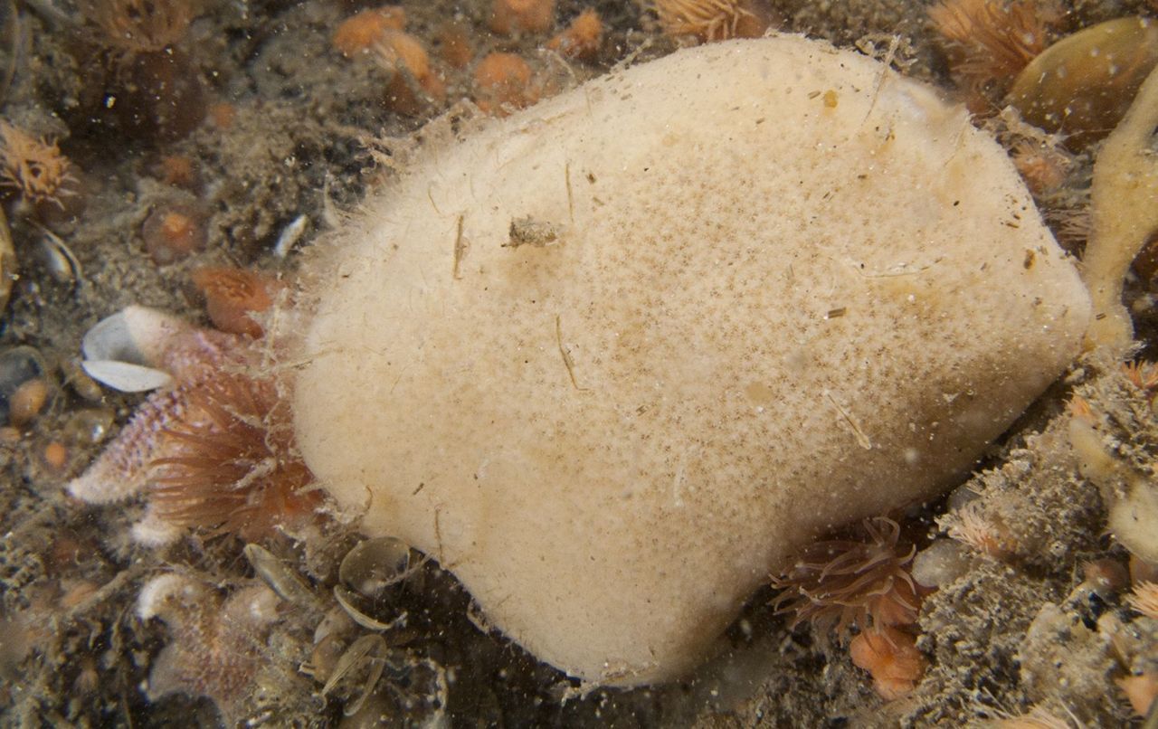 Deze spons die in 2004 in de westelijke Oosterschelde is waargenomen is mogelijk ook een Suberitus virgultosus (foto: Peter H van Bragt)