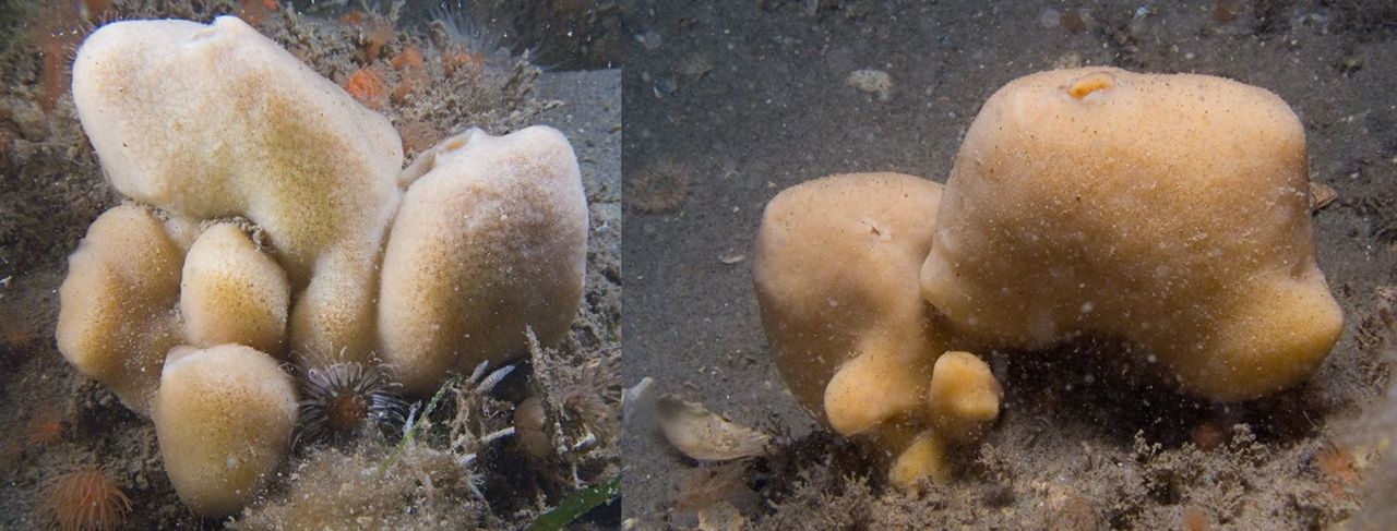 Deze sponzen zijn in 2005 in de Oosterschelde aangetroffen en gedetermineerd als Suberites virgultosus (foto: Peter H van Bragt)