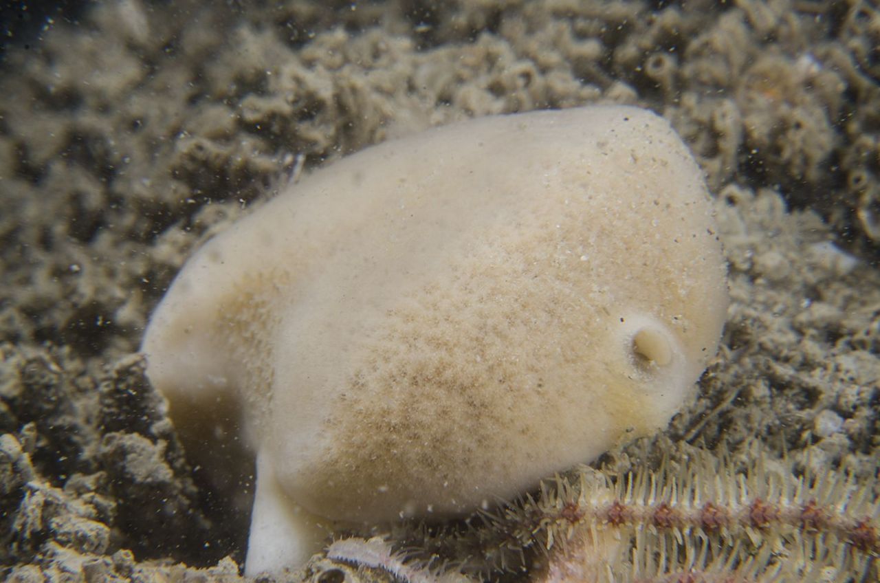 De spons die in oktober 2015 bij Plompe Toren in de Oosterschelde is aangetroffen is waarschijnlijk een exemplaar van de soort Suberites virgultosus (foto: Peter H van Bragt)