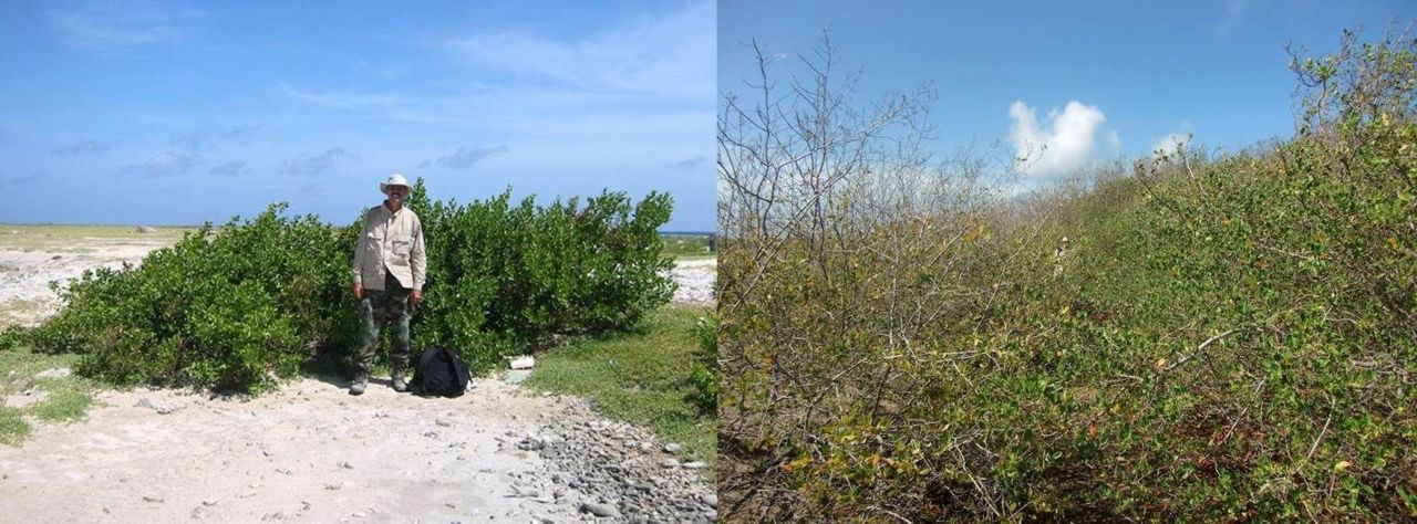 Evidence of successful reforestation. Photos taken in the same spot on Klein Curacao in 2005 (left) and 2013 (right). (photos: Dolfi Debrot)