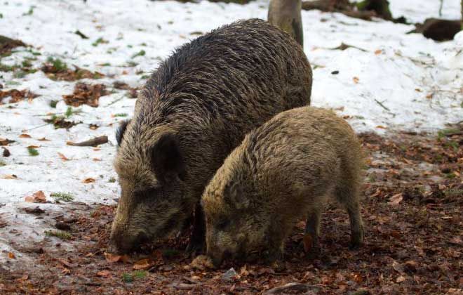 Wild zwijn met jong (foto: Jan Nijendijk)