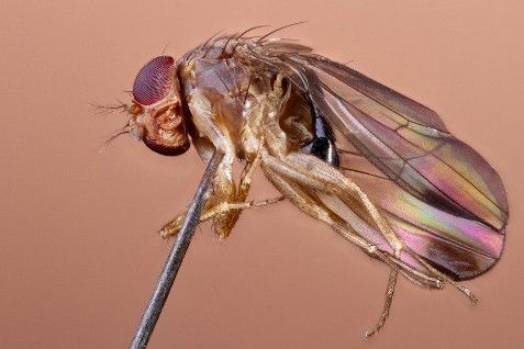 Het eerste vastgestelde exemplaar in België van Drosophila suzukii (foto: Gert Arijs)