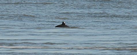 Bruinvis in het Marsdiep, tussen Texel en Den Helder (foto: Salko de Wolf)