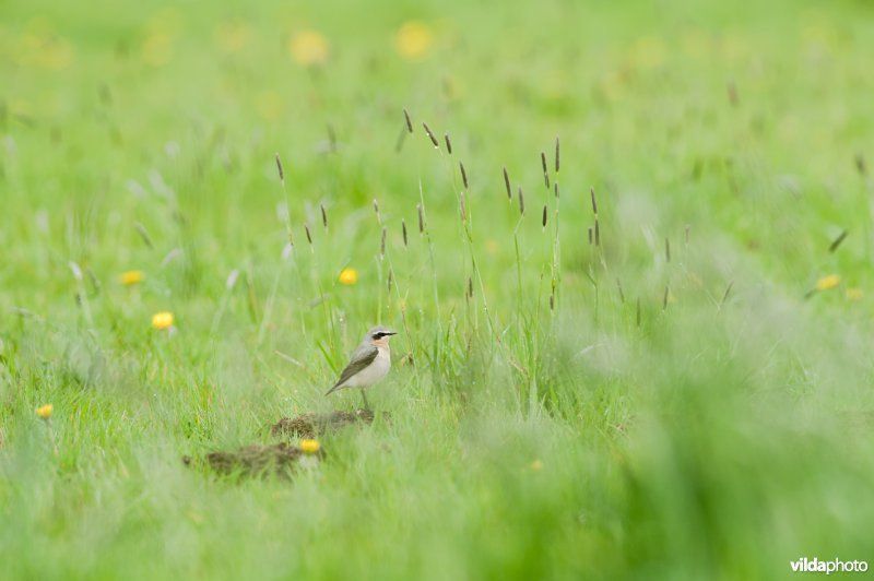 Tapuit (foto: Rollin Verlinde)