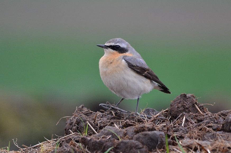 De Tapuit lijdt onder het verdwijnen van z’n habitat en is ei zo na verdwenen in Vlaanderen. (foto: Dieder Plu)