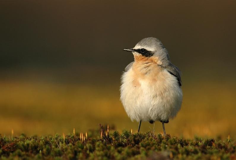 Tapuiten moeten het vooral hebben van open, kale, zandige vlaktes. Heide- en duingebieden vormden lange tijd de ideale biotoop. (foto: Glenn Vermeersch)