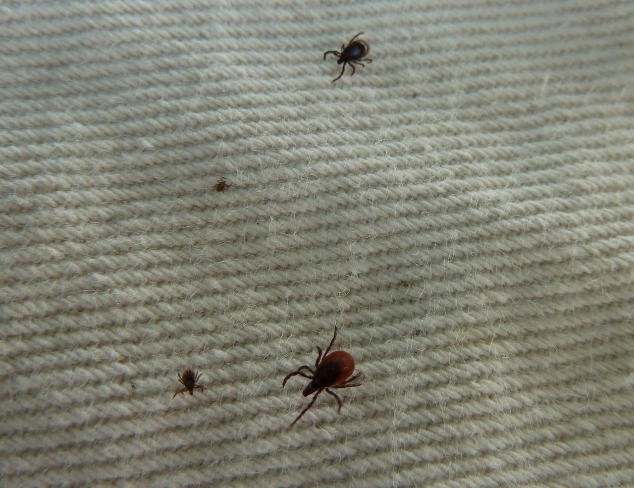 Van klein naar groot: larve, nimf, volwassen mannetje en volwassen vrouwtje kruipen rond op het doek dat voor tekenvangsten gebruikt wordt (foto: Fedor Gassner)