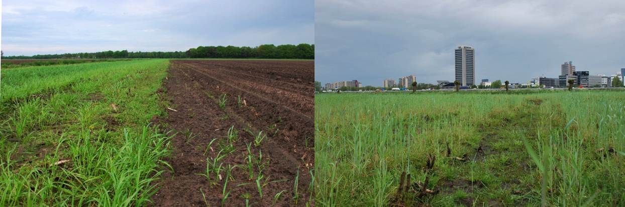 Braakliggende strook langs maisperceel (links); perceel met uitgestelde bewerkingen (rechts) (foto’s: Marco Renes)