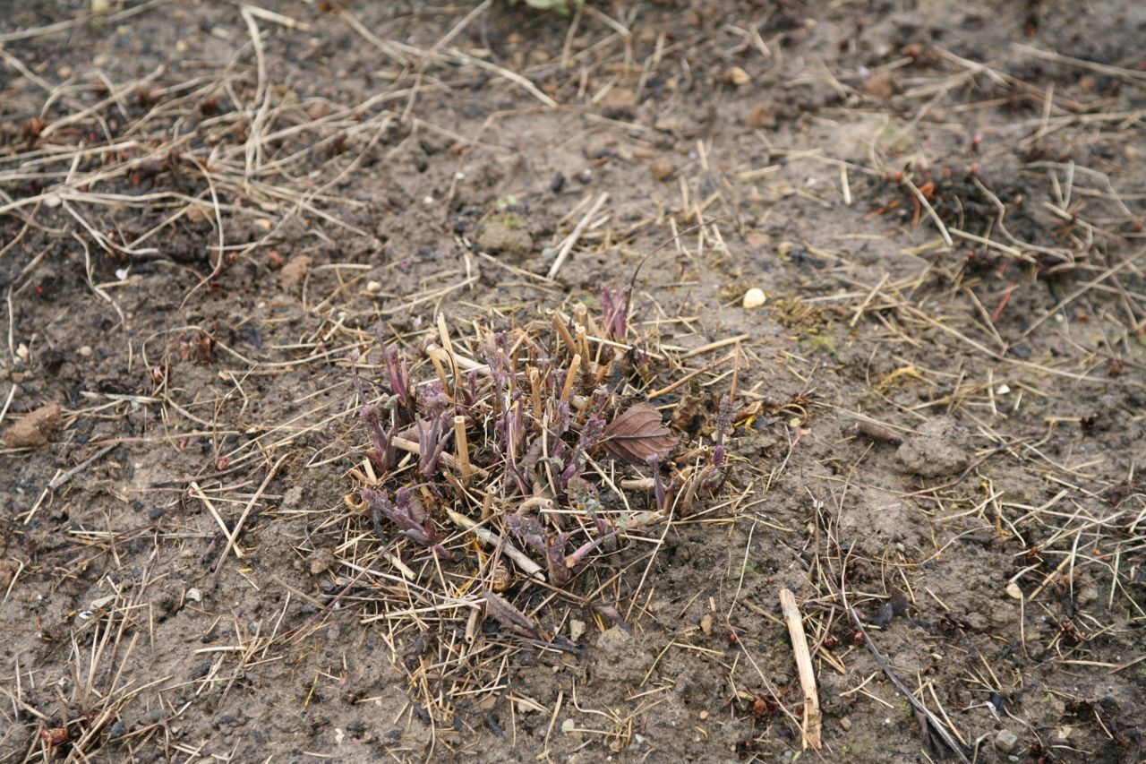 Poelruit op 19 februari 2014 (foto: De Tuinen van Appeltern)