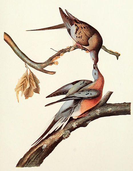 De trekduif, zoals afgebeeld door John James Audubon (bron: Wikimedia)