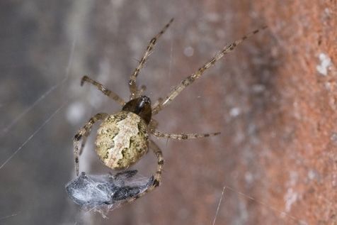 Vrouwelijke Kierkogelspin met gevangen snuitkevertje. (foto: Dirk Cleiren)