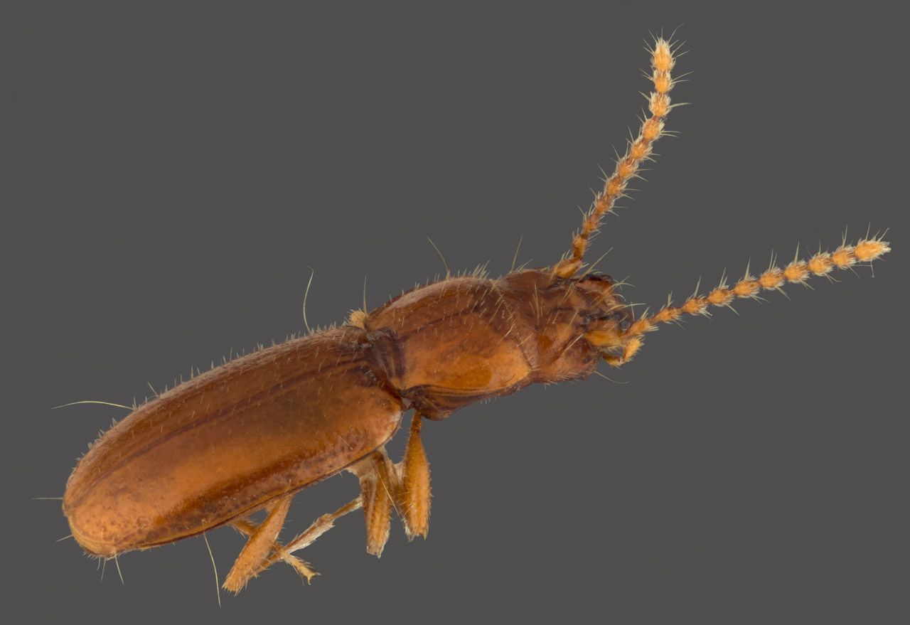 Anillus caecus, vrouwtje van de Verlengde Winkelberg (foto: Theodoor Heijerman)