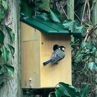 Koolmees bij nestkast (foto: Vogelbescherming)