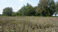 Slibafzetting in de droogvallende Beuningse Uiterwaard (foto: Marc Buchner, FREE Nature) 