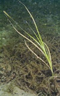 Groot zeegras in Veerse meer, 2005 (foto: Peter H van Bragt)