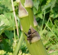 Aspergeboorvlieg Plioreocepta poeciloptera op een aspergestengel (foto: Hub Corten)